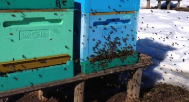 První čistící let včel na jaře